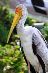 Close up of a painted stork