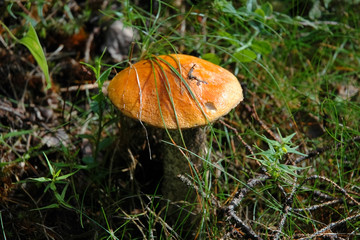 A mushroom_2