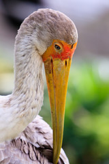 Close up of a painted stork