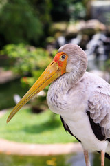 Close up of a painted stork