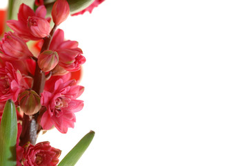 Hyazinthen Hyacinthus orientalis