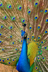 Fototapeta na wymiar Indian peacock bird proudly showing his feathers
