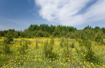 Fototapeta premium Young pine tree among grass and yellow flowers