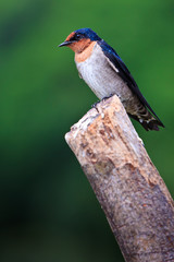 Swallow bird sitting on a branch