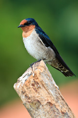 Swallow bird sitting on a branch