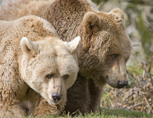 Fototapeta premium Brown Bears