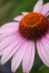 Pink Coneflower
