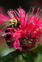 Fototapeta premium Bee on Bee Balm