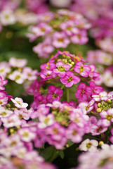 Sweet Alyssum