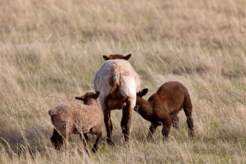 Sheep and Lambs Canada