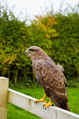 buzzard perching
