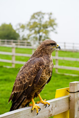 buzzard on fence