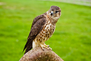 merlin on a branch