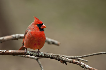 Male Northern  Cardinal sitting on bare limb