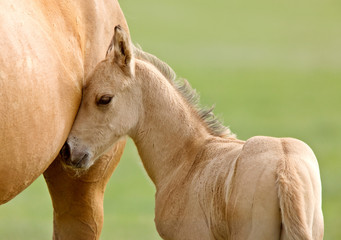 Horse and colt