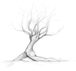 Tree like woman Daphne / realistic sketch (not auto-traced) - 29334907