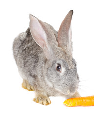 gray rabbit eating carrot