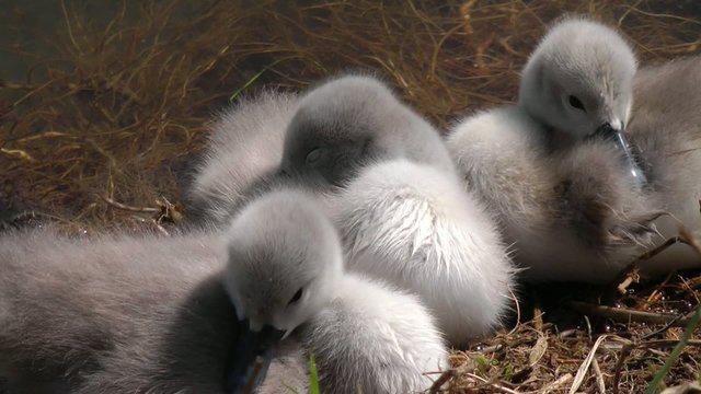 Junge Schwan K&uuml;ken - Little Swan Babys