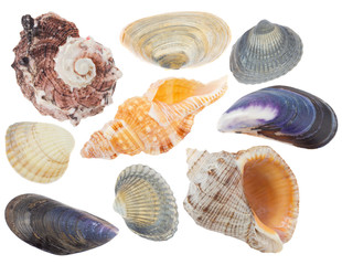 set of seashells