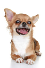 Chihuahua puppy brown with tongue on a white background