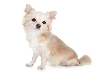 Chihuahua puppy light-brown color
