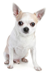 Short haired Chihuahua on a white background