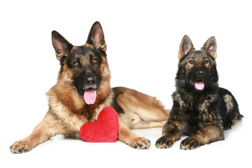 German shepherd dogs with red Valentine heart