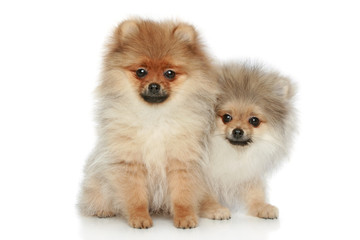 Spitz puppies on a white background