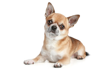 Obraz premium Old Chihuahua on a white background