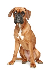 German Boxer puppy sitting on a white background