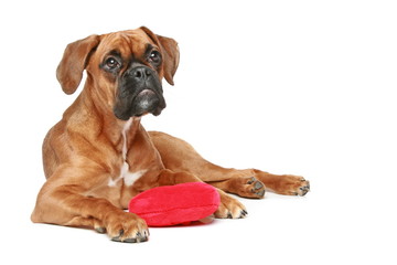 Obraz premium German Boxer puppy with red heart on a white background