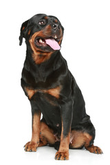 Rottweiler sits on a white background