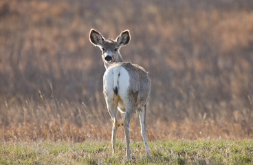 Mule Deer Saskatchewan