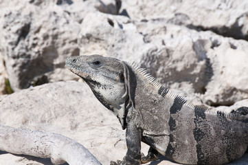 Leguan