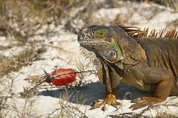Grüner Leguan am Strand von Mexiko 3