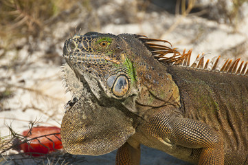 Grüner Leguan am Strand von Mexiko