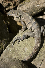 lizard