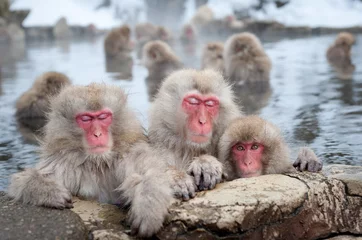 Fotobehang Snow Monkeys in Onsen © redswept