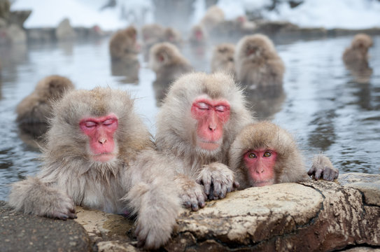 Fototapeta Snow Monkeys in Onsen