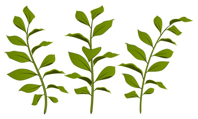 Beautiful leafs design element