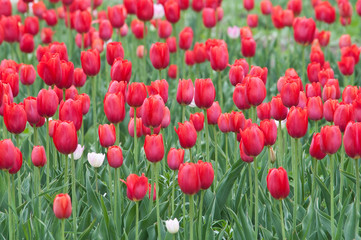 郁金香花开