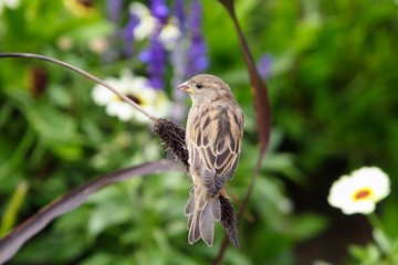 Sparrow  in the flowerbed