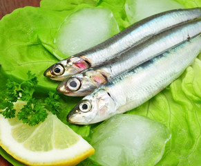 Salat, Fische