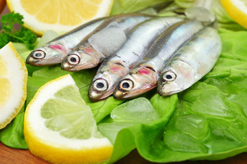 Sardine