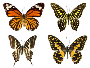 Fototapeta na wymiar Butterflies, isolated on a white background
