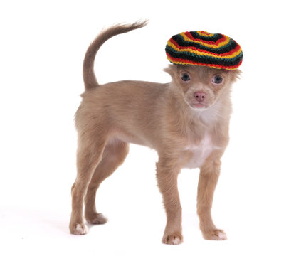 Funny chihuahua puppy with rastafarian hat standing isolated