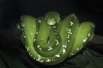 green snake
