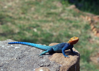 Coloured agama lizard in national park Tsavo Kenya