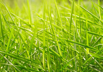 Green grass background