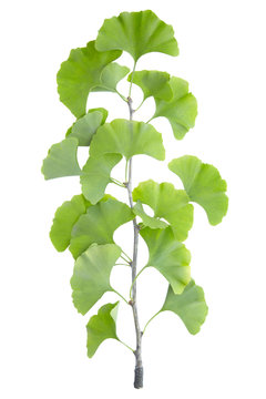 Ginkgo Branch With Clipping Path